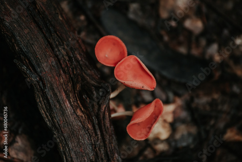 red mushrooms in the forest
