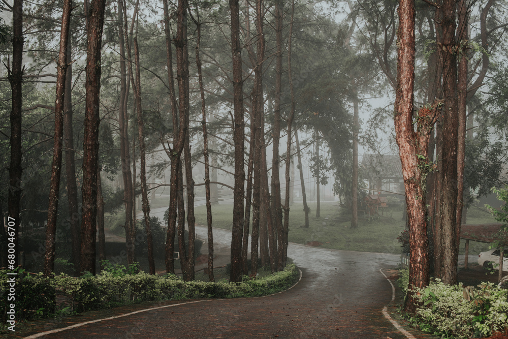 Obraz premium morning in the forest