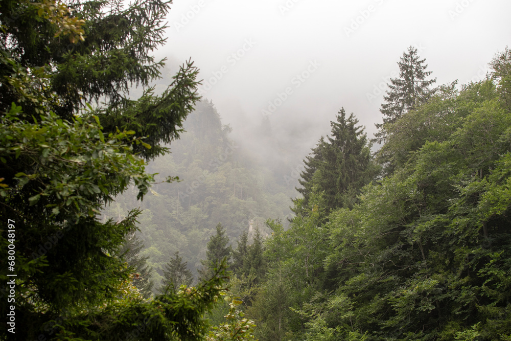 Misty forest. The mist settling over the forest Misty forest. The mist settling over the forest