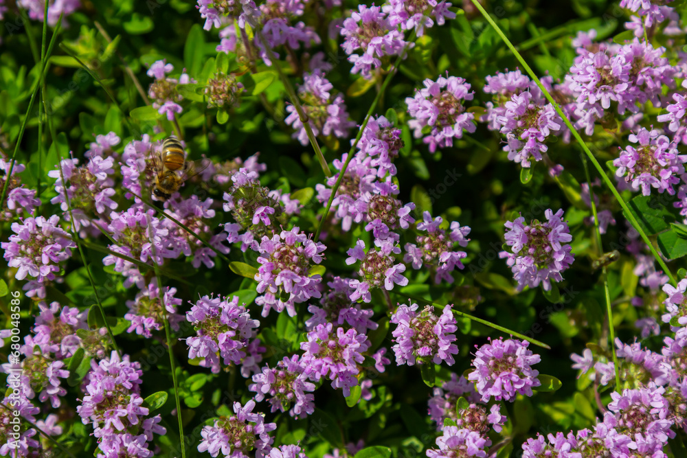 Blossoming fragrant Thymus serpyllum, Breckland wild thyme, creeping thyme, or elfin thyme close-up, macro photo. Beautiful food and medicinal plant in the field in the sunny day Blossoming fragrant Thymus serpyllum, Breckland wild thyme, creeping thyme, or elfin thyme close-up, macro photo. Beautiful food and medicinal plant in the field in the sunny day