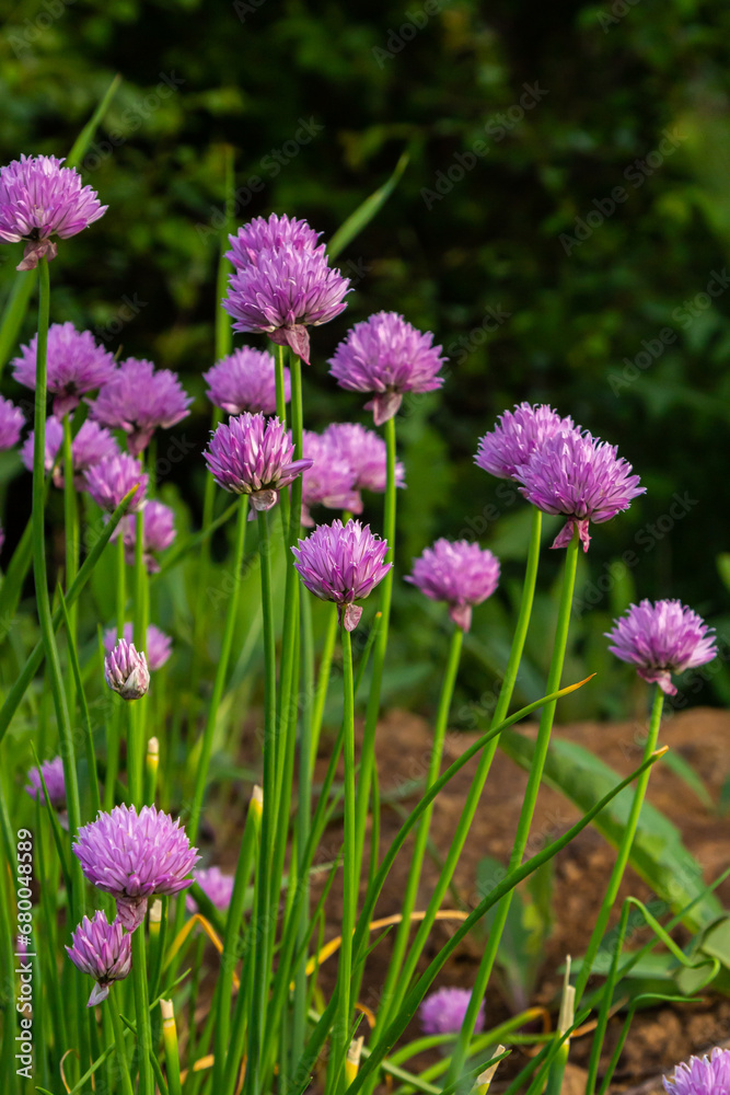 Close up view of emerging purple buds and blossoms on edible chives plants allium schoenoprasum Close up view of emerging purple buds and blossoms on edible chives plants allium schoenoprasum