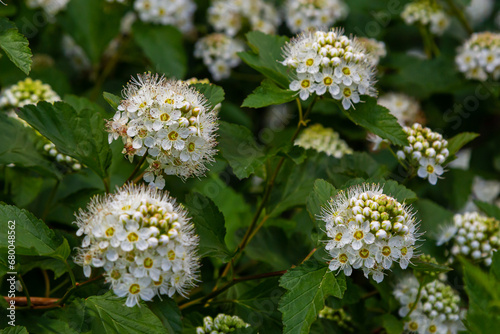 Green leaves and white flowers of Physocarpus opulifolius in May © Oleh Marchak