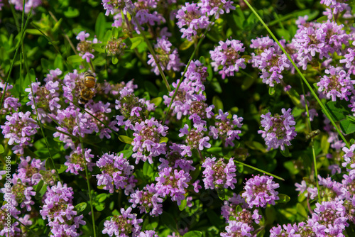 Blossoming fragrant Thymus serpyllum, Breckland wild thyme, creeping thyme, or elfin thyme close-up, macro photo. Beautiful food and medicinal plant in the field in the sunny day © Oleh Marchak