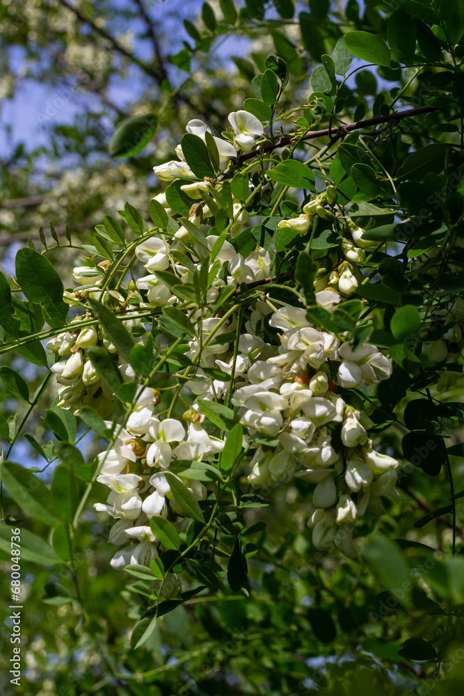 Obraz premium Abundant flowering acacia branch of Robinia pseudoacacia, false acacia, black locust close-up. Source of nectar for tender but fragrant honey. Locust tree blossom - Robinia pseudoacacia