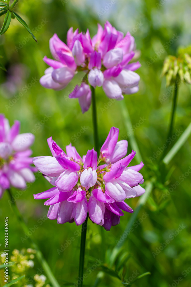 Securigera varia or Coronilla varia, commonly known as crownvetch or purple crown vetch Securigera varia or Coronilla varia, commonly known as crownvetch or purple crown vetch