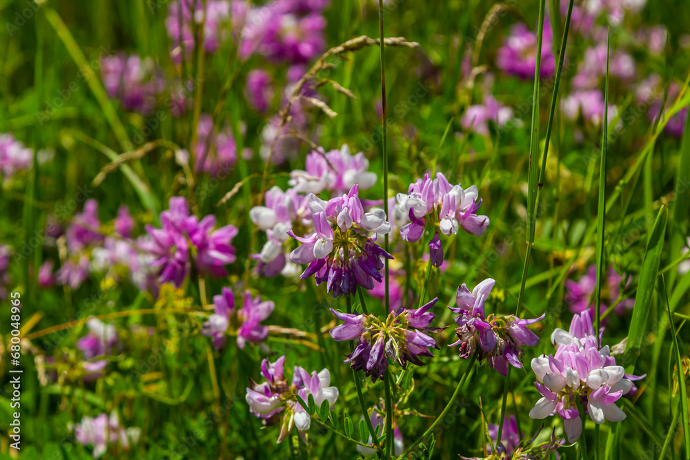 Securigera varia or Coronilla varia, commonly known as crownvetch or purple crown vetch Securigera varia or Coronilla varia, commonly known as crownvetch or purple crown vetch