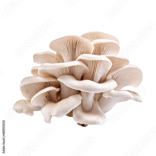 oyster mushrooms isolated on transparent background,transparency 
