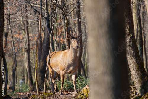 Roe deer walking in the forest © Samet