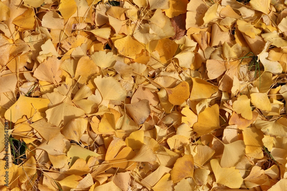 가을풍경 - 공원의 단풍나무