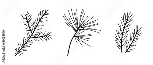 Hand drawn spruce branches.