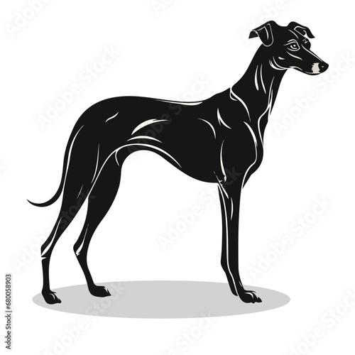 Whippet silhouettes and icons. black flat color simple elegant Whippet animal vector and illustration.