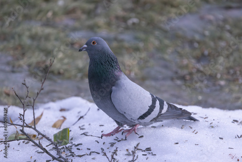 Pigeon in the snow,Helgeland