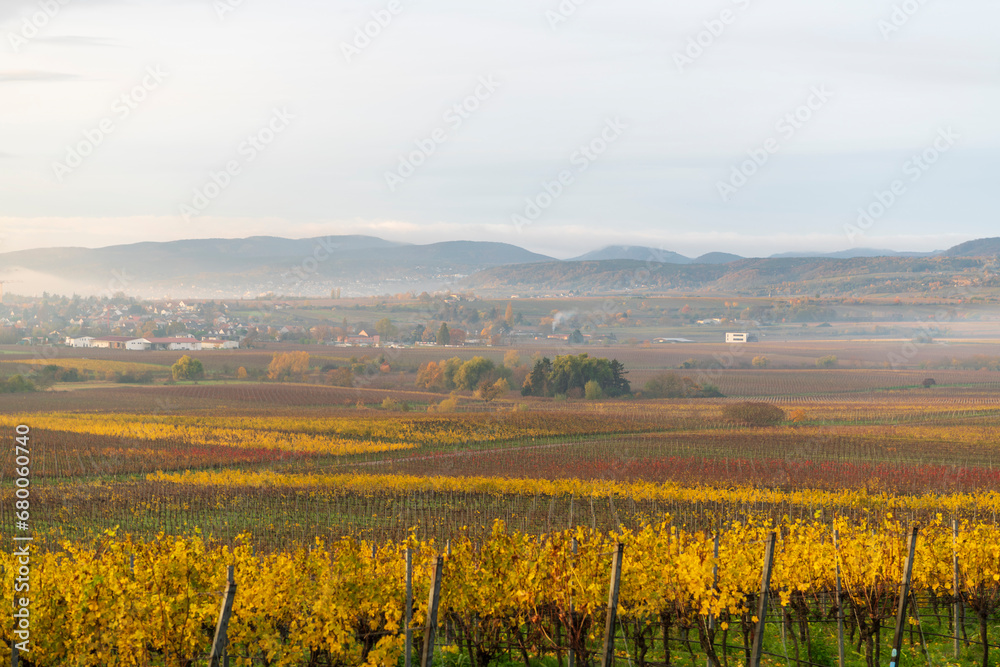 fall colors in the vineyards