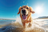 Cute Golden Retriever dog running on the beach happy, having fun in the water, looking into camera, splashing, enjoying summer holiday