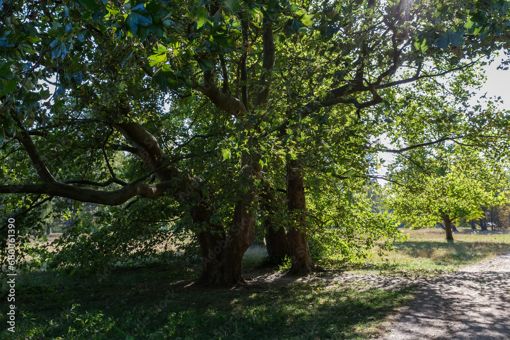 Old spreading Platanus trees on glade edge in autumn park
