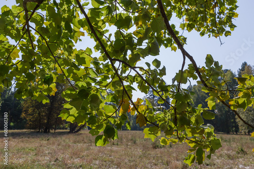 Tulip tree branches on blurred background in sunny morning backlit photo