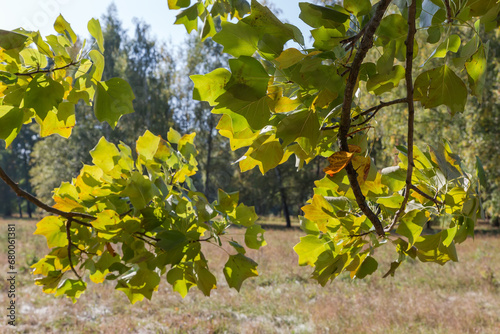 Branches of tulip tree on blurred background in sunny morning photo