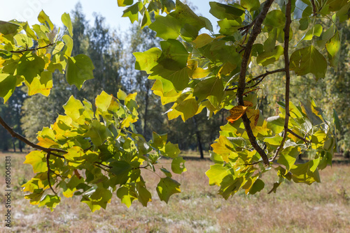 Branches of tulip tree on blurred background in sunny morning