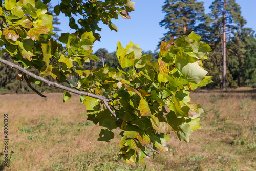 Branch of tulip tree on blurred background in sunny morning photo