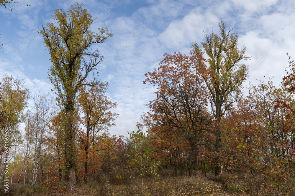 Fototapeta premium Fragment of the deciduous forest at autumn overcast morning