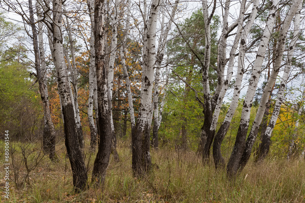 Group of aspens in autumn forest, bottom parts trunks
