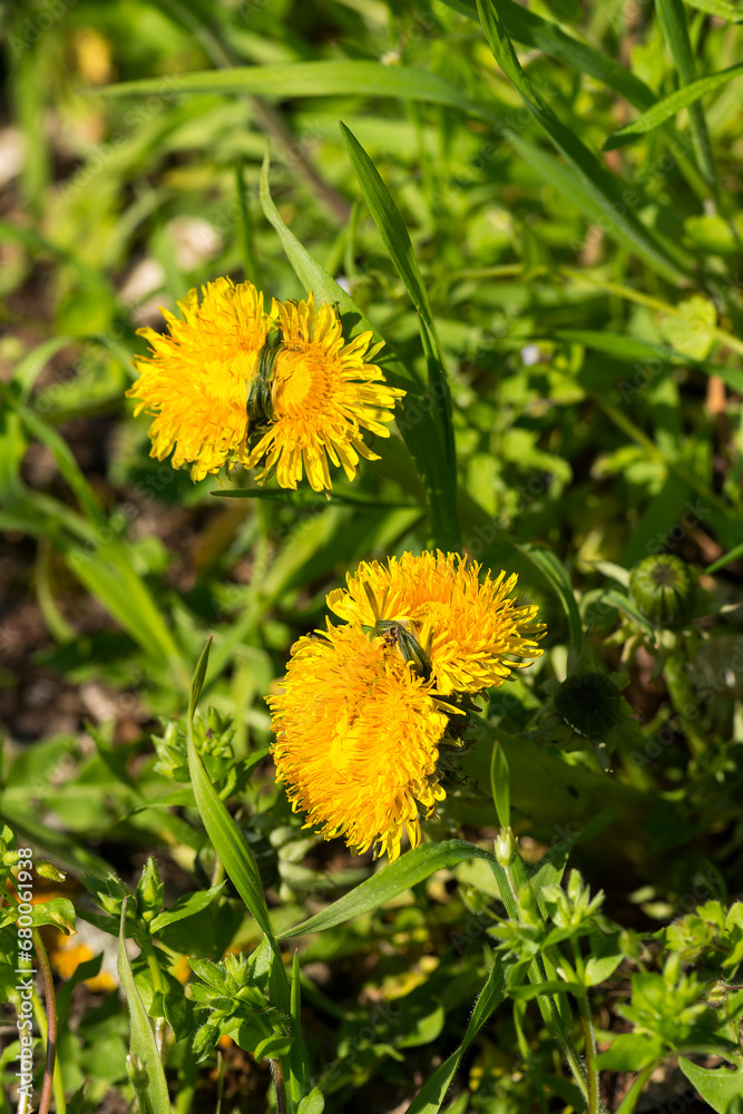 Gewöhnlicher Löwenzahn (Taraxacum sect. Ruderalia) mit Verwachsungen
Gewöhnlicher Löwenzahn (Taraxacum sect. Ruderalia) mit Verwachsungen