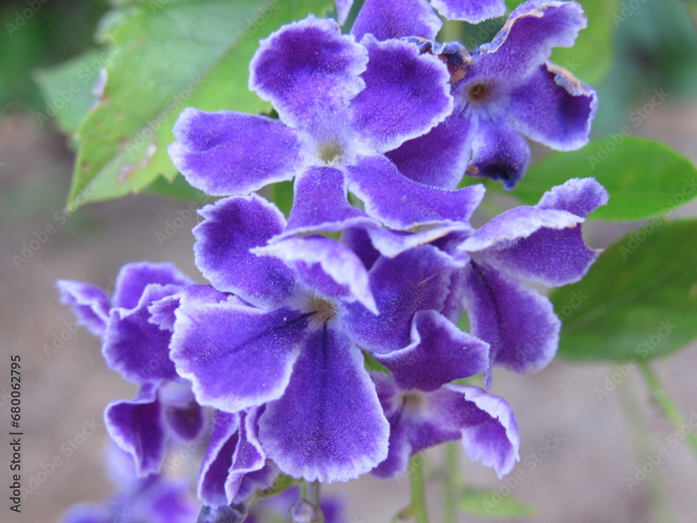 Bunch of purple flowers, Purple flowers in Brazilian spring Bunch of purple flowers, Purple flowers in Brazilian spring