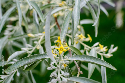 Silver leaves and small yellow flowers of Elaeagnus angustifolia plant, commonly called wild Russian or Persian olive, silver berry, oleaster, on branches in a sunny spring day.
