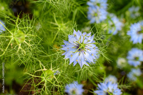 Small delicate blue flower of nigella sativa plant, also known as black caraway, cumin or kalanji, in a sunny summer day, beautiful outdoor floral background photographed with soft focus. photo