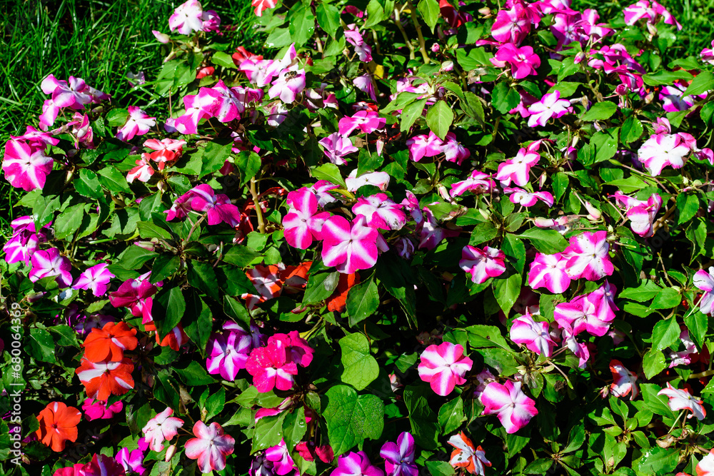 Close up of vivid pink, red and white impatiens walleriana flowers in a sunny summer garden, beautiful outdoor floral background photographed with soft focus.