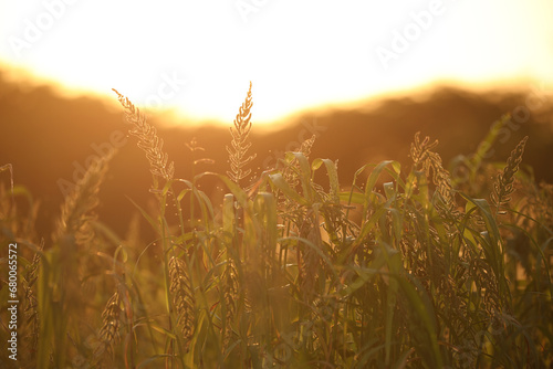 Nature, background. photo