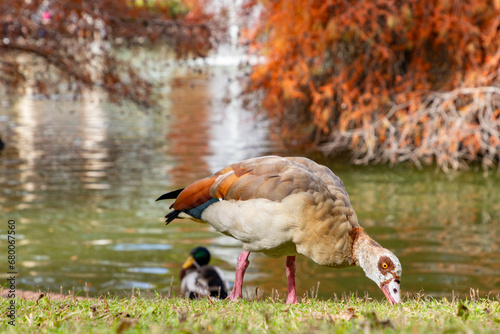Nile Goose. Bird. The Egyptian goose is a member of the Anatidae family, of duck, goose and swan. Native to Africa, south of the Sahara and the Nile Valley. Autumn colors. El Retiro Park, in Madrid. photo