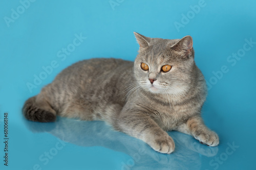 BKH cat