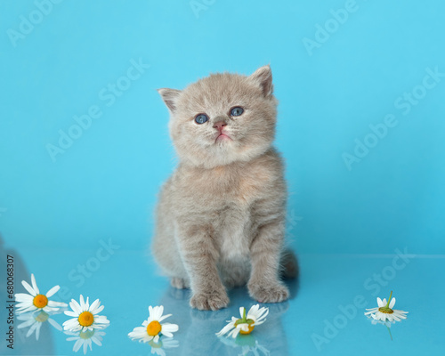 BKH cat