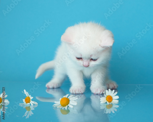 BKH cat