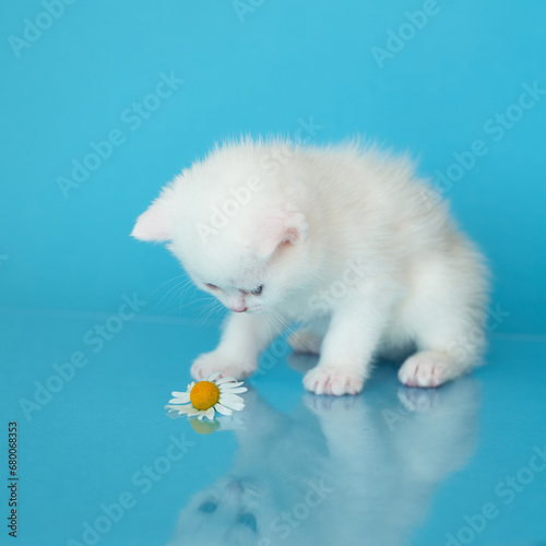 BKH cat