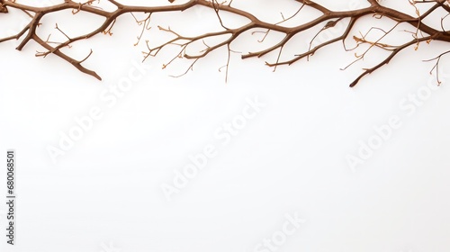 dry branches on a white background with space for text. © Yahor Shylau 