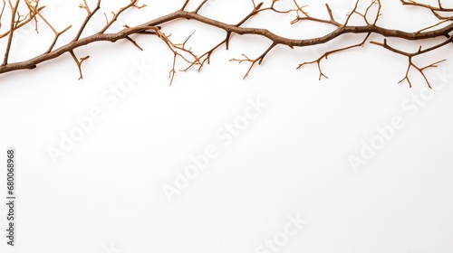 dry branches on a white background with space for text.