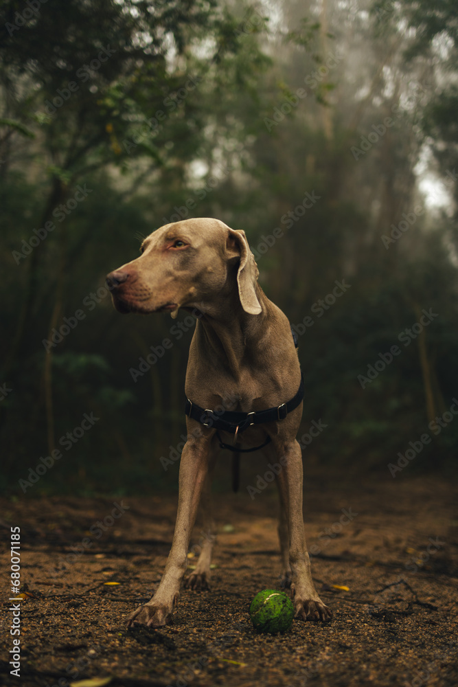 Weimaraner dog in the woods 