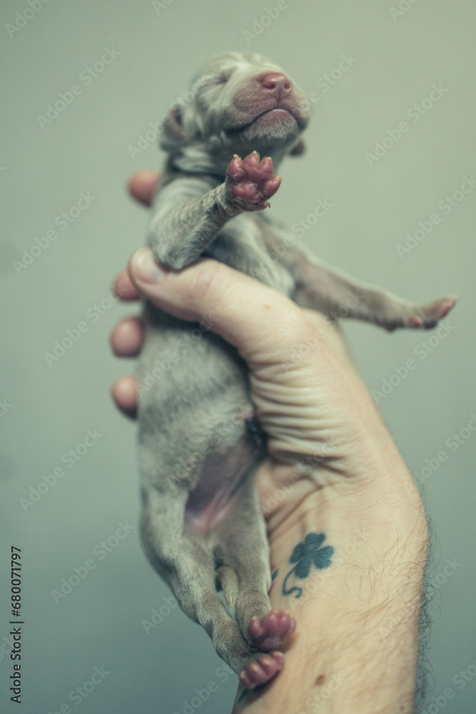 Recently born Weimaraner Puppy in a hand of a man Recently born Weimaraner Puppy in a hand of a man