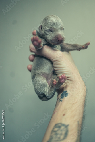 Recently born Weimaraner Puppy in a hand of a man photo