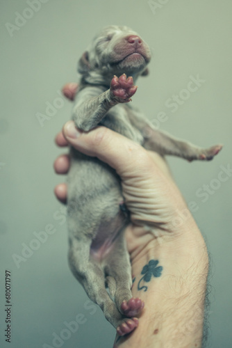 Recently born Weimaraner Puppy in a hand of a man