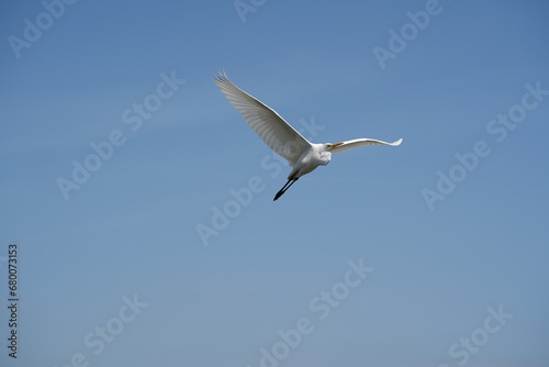 Great Egret flying 