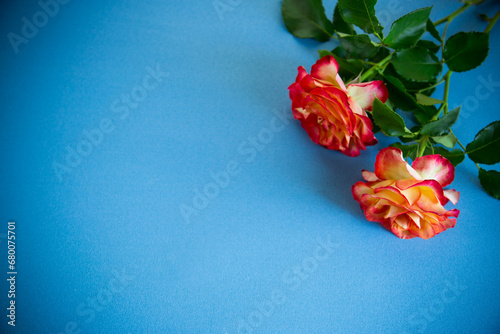Fototapeta Naklejka Na Ścianę i Meble -  red beautiful blooming rose on blue background