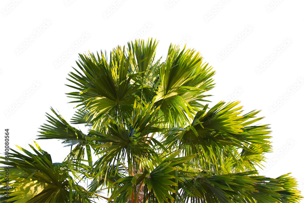 Plam tree branch isolated with white background. Plam tree branch isolated with white background.