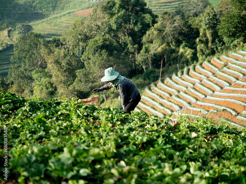 leaf green plant farmer tea nature plantation field agriculture harvest fresh asia person garden organic woman man female male person people organic rural traditional hand picking herb asian work hill