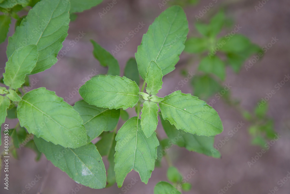 Medicinal basil or green organic tulsi leaves plant Medicinal basil or green organic tulsi leaves plant
