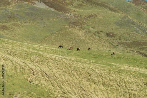 Caballos en una pradera muy grande verde