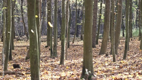 Footage showing autumn forest in autumn with falling leaves background