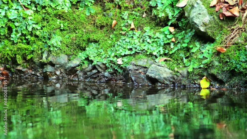 Mountain river flowing inside mysterious forest Mountain river flowing inside mysterious forest